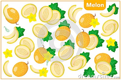 Set of vector cartoon illustrations with Melon exotic fruits, flowers and leaves isolated on white background Cartoon Illustration