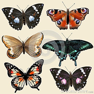 Set of vector colorful realistic butterflies for design Stock Photo