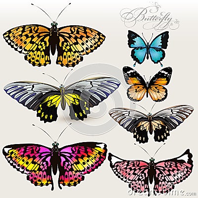 Set of vector colorful realistic butterflies for design Stock Photo