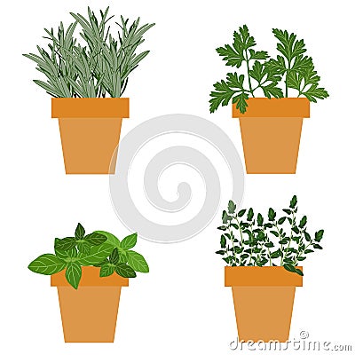 Set of vector culinary herbs in pots with fresh thyme basil, ros Vector Illustration