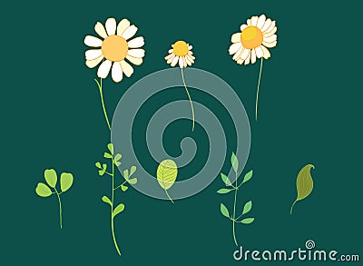 Set of vector daisy flowers and leaves Vector Illustration