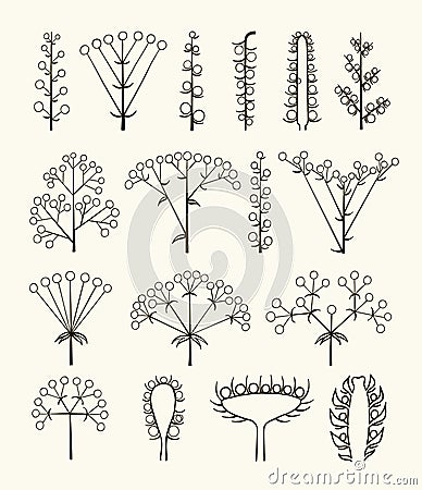 Set of vector different types of inflorescence Vector Illustration