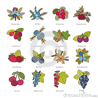 Set of vector doodle pied berries isolated on white Vector Illustration