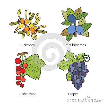 Set of vector doodle pied berries isolated on white Vector Illustration