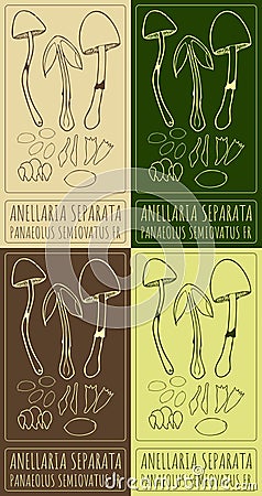 Set of vector drawing ANELLARIA SEPARATA in various colors. The Latin name is PANAEOLUS SEMIOVATUS FR. Vector Illustration