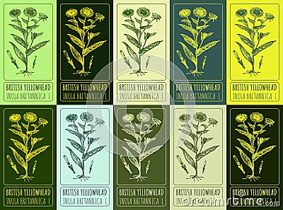 Set of vector drawing of BRITISH YELLOWHEAD in various colors. Hand drawn illustration. Latin name INULA BRITANNICA L Vector Illustration