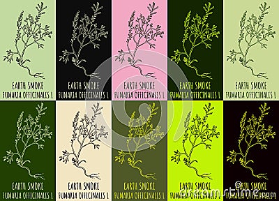 Set of vector drawing EARTH SMOKE in various colors. Hand drawn illustration. The Latin name is FUMARIA OFFICINALIS L Cartoon Illustration