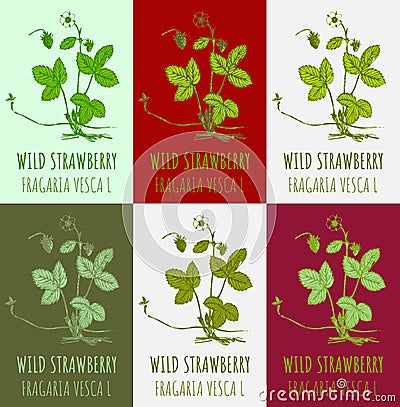 Set of vector drawing of WILD STRAWBERRY in various colors. Hand drawn illustration. Latin name FRAGARIA VESCA L Cartoon Illustration