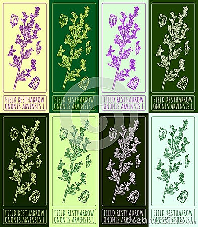 Set of vector drawings of FIELD RESTHARROW in different colors. Hand drawn illustration. Latin name ONONIS ARVENSIS L Vector Illustration