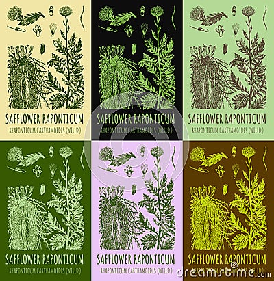 Set of vector drawings of SAFFLOWER RAPONTICUM in different colors. Hand drawn illustration. Latin name Rhaponticum carthamoides Cartoon Illustration