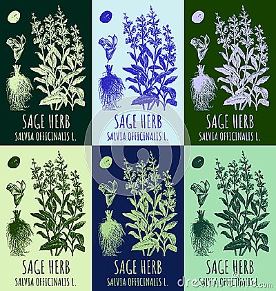 Set of vector drawings of sage in different colors. Hand drawn illustration. Latin name SALVIA OFFICINALIS Vector Illustration