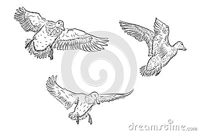 Set of vector ducks Vector Illustration