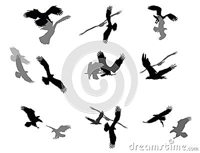 Set of vector group american eagles Vector Illustration