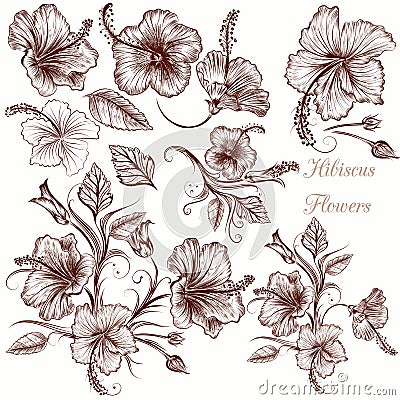 Set of vector hand drawn hibiscus flowers Stock Photo