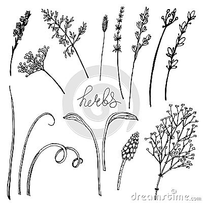 Vector floral illustration whit herbs Vector Illustration
