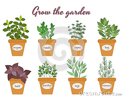 Set of vector herbs in pots with labels Vector Illustration