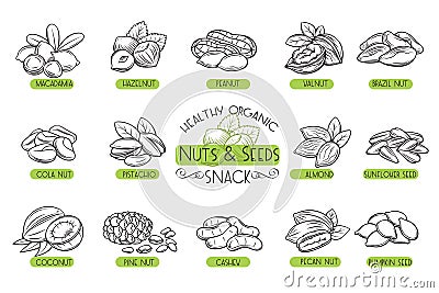 Set vector icons nuts and seeds. Vector Illustration