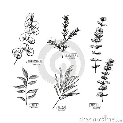 Set vector illustration in eucalyptus sketch line style. Branch with leaves Winter medicinal herb. Engraved art Vector Illustration