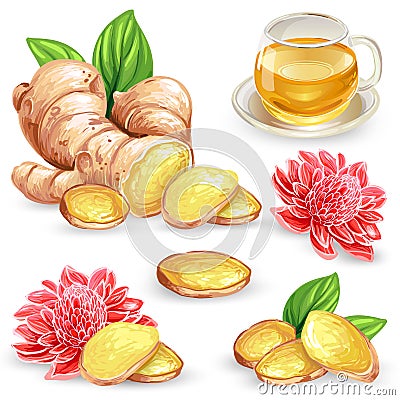Set vector illustration of a fresh ginger root, sliced, flower and ginger tea. Vector Illustration