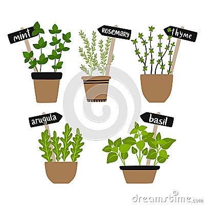 Set of vector illustration herbs in pots. Vector Illustration