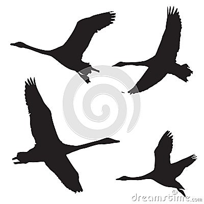 The set vector illustration silhouette of flying whooper swans , bird in white background Vector Illustration