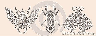 Set of vector illustrations with insects. Butterfly or moth, beetle with wings and stag beetle. Detailed images of insects with Cartoon Illustration