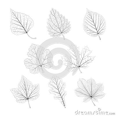 Set of vector isolated monochrome single leaves Vector Illustration