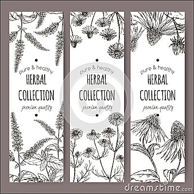 Set of 3 vector labels with peppermint, chamomile and echinacea Vector Illustration