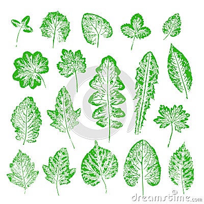 Set of vector Leaf imprints. Collection of green leaves imprints Vector Illustration