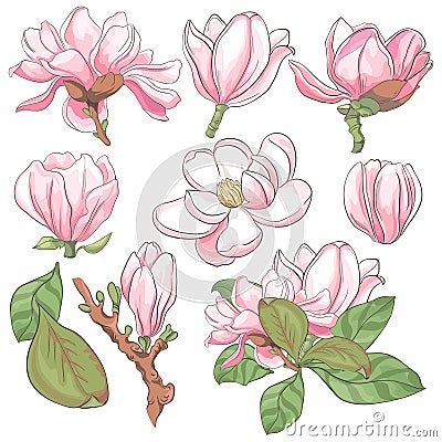 Set of vector magnolia flowers on white background. Collection of blooming floral for wedding, marriage, bridal Vector Illustration