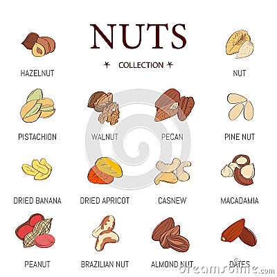 Set of vector nuts in flat design. Collection of edible nuts icons featuring hazelnut, peanut Vector Illustration