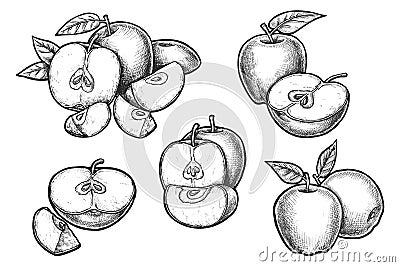 Set of vector realistic apple sketch. Fruit food Vector Illustration