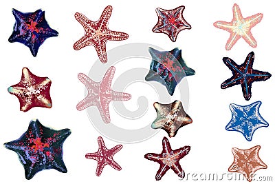 Set of vector sea starfishes for design Stock Photo