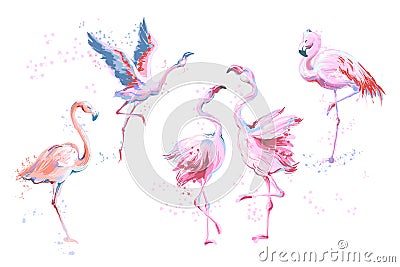 Set of 5 vector watercolor imitation style sketchy flamingos isolated on white. Vector illustration of pink flamingo Vector Illustration