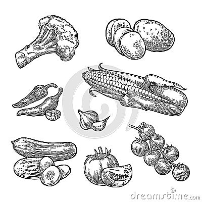 Set vegetables. Cucumbers, Garlic, Corn, Pepper, Broccoli, Potato and Tomato. Vector Illustration