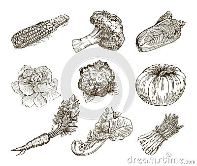 Set of vegetables. Harvesting Vector Illustration