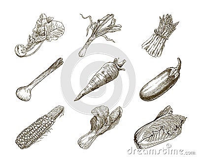 Set of vegetables. Harvesting Vector Illustration