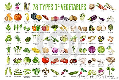 A set of 78 Vegetables icons Vector Illustration