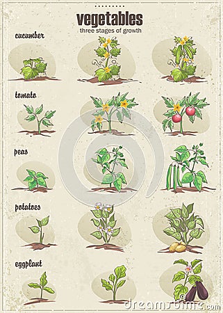 Set of vegetables with three stages of their growth. Set 2 Vector Illustration