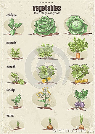 Set of vegetables with three stages of their growth.Set1 Vector Illustration