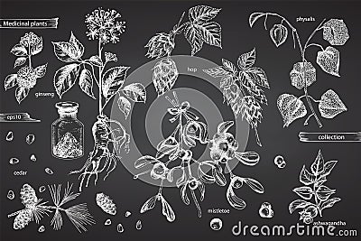 Set vintage hand drawn sketch medicine herbs elements isolated on black chalk board background. Cedar, mistletoe, hop, physalis, Vector Illustration