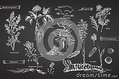 Set vintage hand drawn sketch medicine herbs elements isolated on black chalk board background. Wormwood, turmeric Vector Illustration