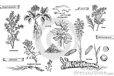 Set vintage hand drawn sketch medicine herbs elements isolated on white background. wormwood, turmeric, tansy Vector Illustration