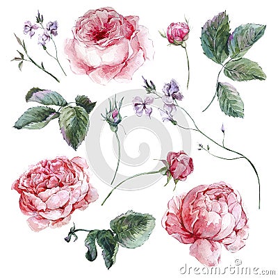 Set vintage watercolor bouquet of roses leaves Cartoon Illustration