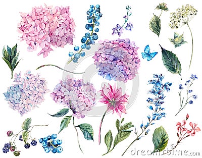 Set vintage watercolor elements of Hydrangea Cartoon Illustration