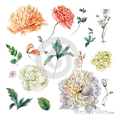 Set of vintage watercolor peonies and wildflowers Cartoon Illustration