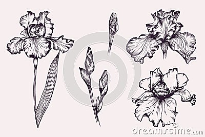 Set of violet iris botanical flowers in vector. Vector Illustration