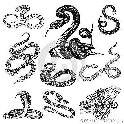 Set Viper Snake. serpent cobra and python, anaconda or viper, royal. engraved hand drawn in old sketch, vintage style Vector Illustration