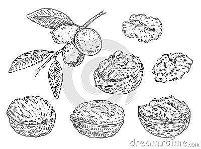 Set walnut. Branch with leaves and nuts. Vector vintage engraving Vector Illustration