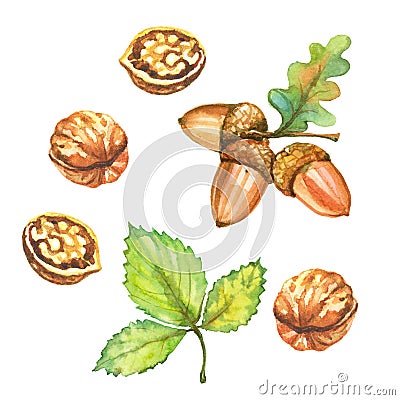 Set of watercolor autumn illustrations. Walnuts and acorns Vector Illustration